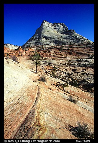 Sandstone swirls, Zion Plateau. Zion National Park, Utah, USA.