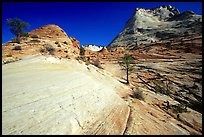 Sandstone circular striations, Zion Plateau. Zion National Park, Utah, USA. (color)