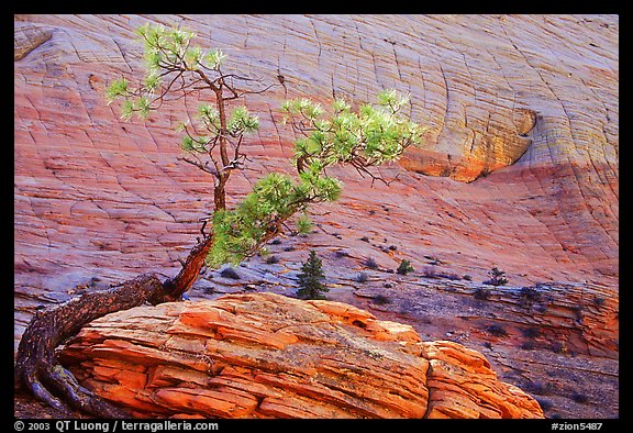 Pine tree and checkerboard patterns, Zion Plateau. Zion National Park, Utah, USA.