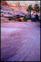 Sandstone striations, Zion Plateau. Zion National Park, Utah, USA. (color)