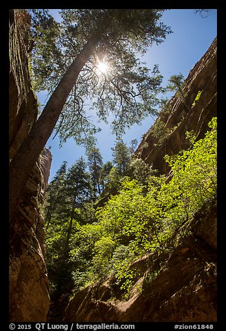 Sun through tree at the mouth of Hidden Canyon. Zion National Park (color)