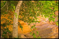 Tree and wall, Hidden Canyon. Zion National Park ( color)