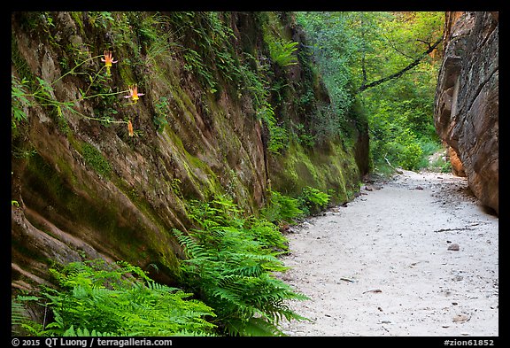 Wash bordered by fern-covered wall, Hidden Canyon. Zion National Park (color)