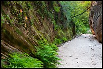 Wash bordered by fern-covered wall, Hidden Canyon. Zion National Park ( color)