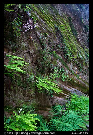 Wall covered with ferns and flowers, Hidden Canyon. Zion National Park (color)