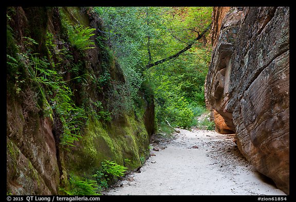 Lush fern-covered wall in Hidden Canyon. Zion National Park (color)
