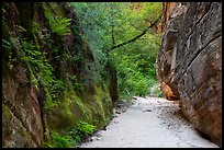 Lush fern-covered wall in Hidden Canyon. Zion National Park ( color)