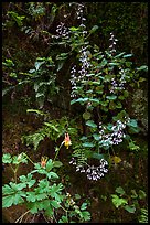 Wildflowers on Hidden Canyon wall. Zion National Park ( color)