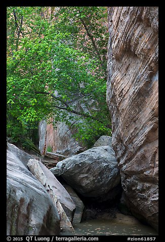 Boulders, trees, and cliffs, Hidden Canyon. Zion National Park (color)