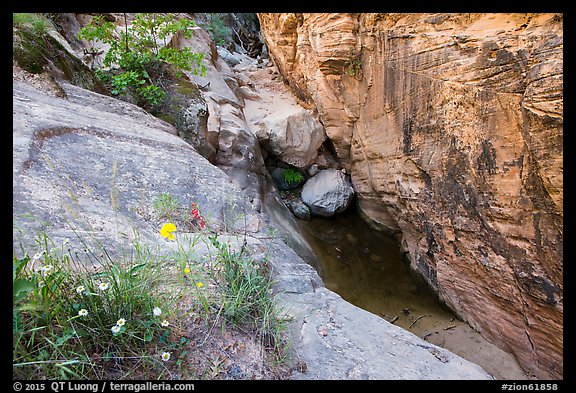 Wildflowers at mouth of Hidden Canyon. Zion National Park (color)