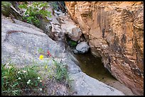 Wildflowers at mouth of Hidden Canyon. Zion National Park ( color)