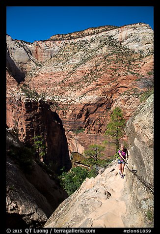 Woman hiker clinging to cable on Hidden Canyon trail. Zion National Park, Utah, USA.