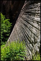 Striated wall, Mystery Canyon. Zion National Park ( color)