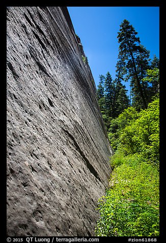 Stark canyon wall and trees, Mystery Canyon. Zion National Park (color)