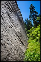 Stark canyon wall and trees, Mystery Canyon. Zion National Park ( color)