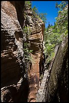 Narrows, Mystery Canyon. Zion National Park ( color)