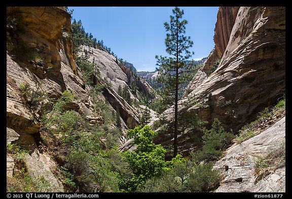 V-shaped walls and tree, Mystery Canyon. Zion National Park (color)