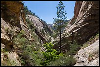 V-shaped walls and tree, Mystery Canyon. Zion National Park ( color)