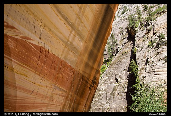 Sheer wall with desert varnish and wall with trees, Mystery Canyon. Zion National Park (color)