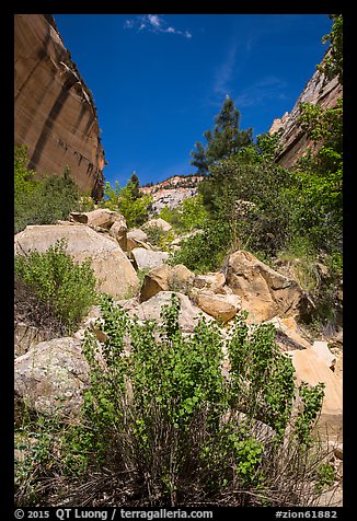 Boulders and landslide, Mystery Canyon. Zion National Park (color)