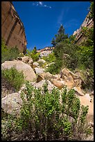 Boulders and landslide, Mystery Canyon. Zion National Park ( color)