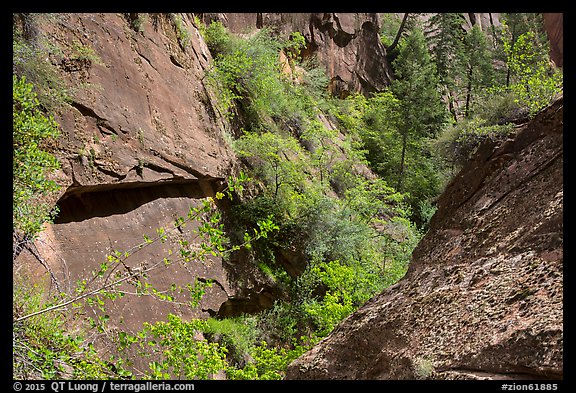 Verdant Mystery Canyon. Zion National Park (color)