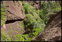 Verdant Mystery Canyon. Zion National Park ( color)