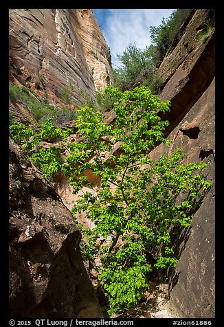 Young tree with green leaves in Mystery Canyon. Zion National Park (color)