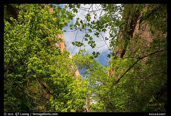 Looking up green foliage and cliffs, Mystery Canyon. Zion National Park (color)