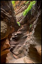 Slot canyon and vegetation, Mystery Canyon. Zion National Park ( color)