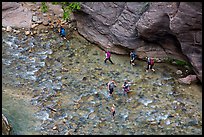Virgin River Narrows hikers from above. Zion National Park ( color)