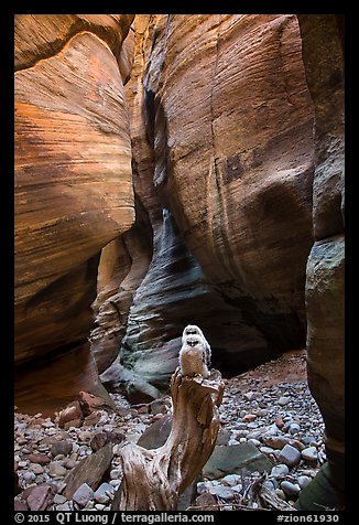 Juvenile owls on tree log, Pine Creek Canyon. Zion National Park (color)