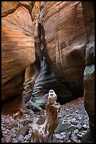 Juvenile owls on tree log, Pine Creek Canyon. Zion National Park ( color)