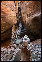 Juvenile owls in sculpted canyon chamber, Pine Creek Canyon. Zion National Park ( color)