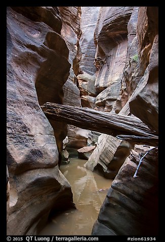 Stuck log in flooded canyon, Pine Creek Canyon. Zion National Park (color)