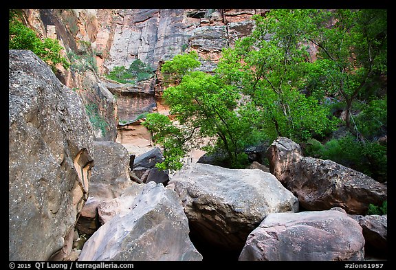 Huge boulders and trees, Pine Creek Canyon. Zion National Park (color)