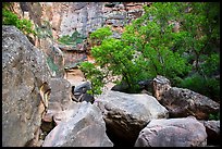 Huge boulders and trees, Pine Creek Canyon. Zion National Park ( color)