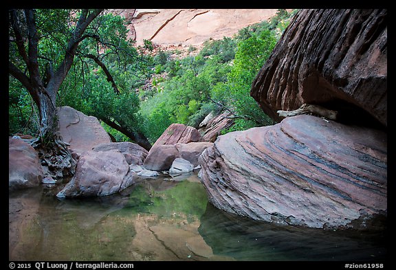 Pool, bouders, and trees, Pine Creek Canyon. Zion National Park (color)