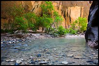 Virgin River and trees in early summer. Zion National Park ( color)