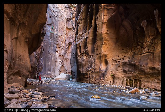 Visitor looking, the Narrows. Zion National Park, Utah, USA.