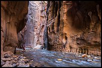 Visitor looking, the Narrows. Zion National Park, Utah, USA.