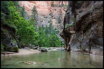 Wide portion of the Narrows with pocket of forest. Zion National Park ( color)