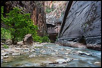 Wide section of Virgin River and forest in the Narrows. Zion National Park ( color)