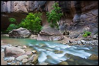 Trees in early summer and alcove, the Narrows. Zion National Park ( color)