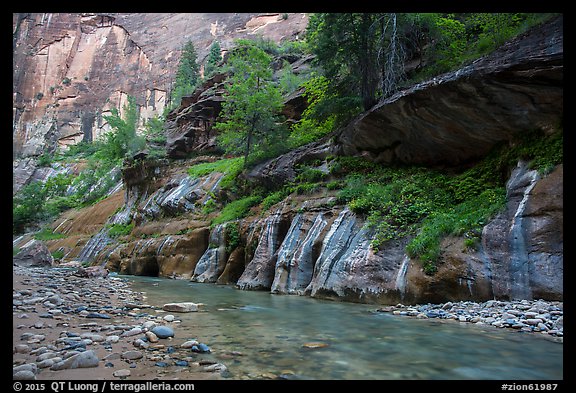 Cliffs with trees, the Narrows. Zion National Park (color)