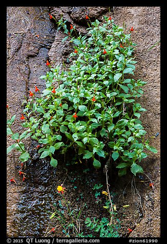Wildflowers on steep wall. Zion National Park (color)