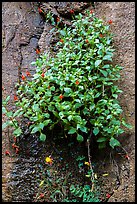 Wildflowers on steep wall. Zion National Park ( color)