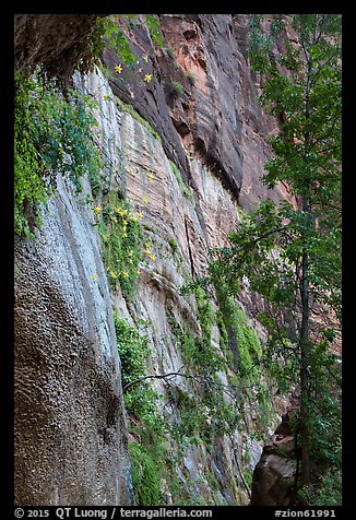 Canyon wall with wildflowers. Zion National Park (color)