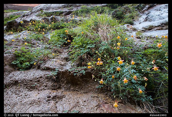 Looking up wildflowers on canyon wall. Zion National Park (color)