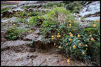 Looking up wildflowers on canyon wall. Zion National Park ( color)